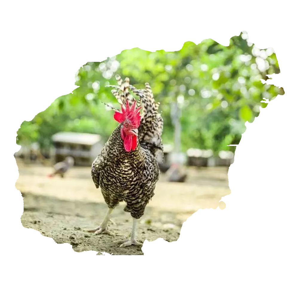 �����J���u 